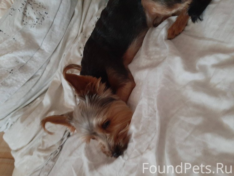 Собака с кисточками на ушах ёорк