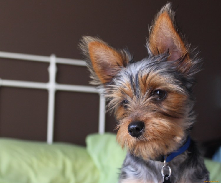 Ушки йоркширского терьера