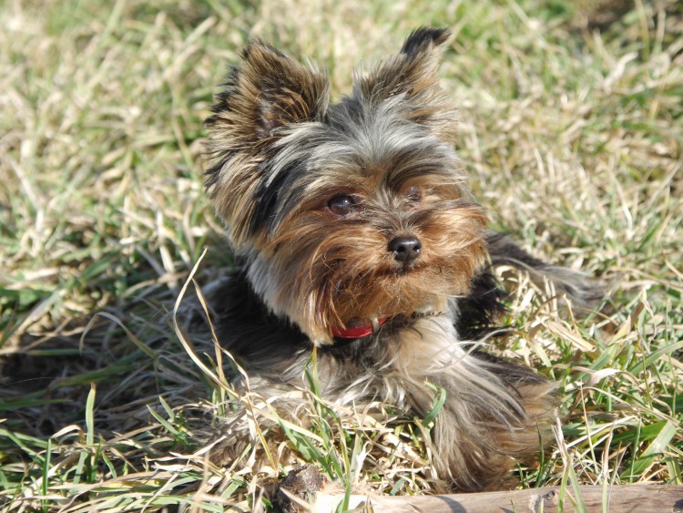 Имя девочек что поставить собаке