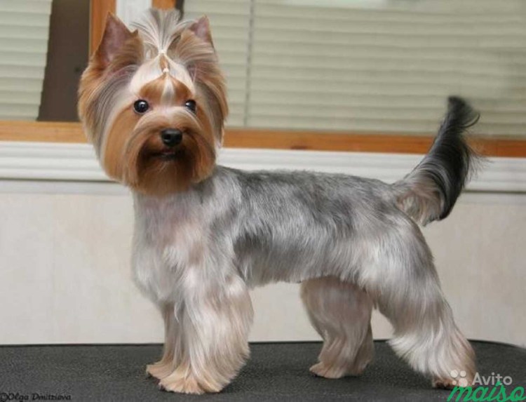 Стрижки собак ершский терьер