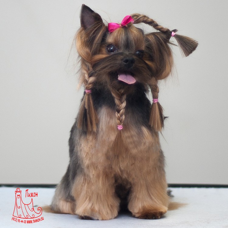 Стрижки йорков мальчиков с косичкой