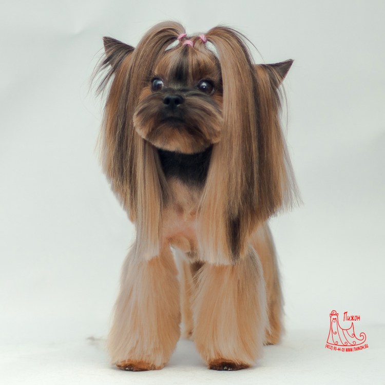 Стрижка корейка для йорков