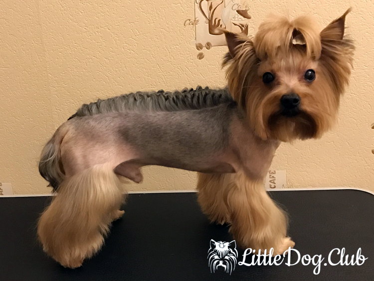 Стрижки йоркширского терьера мальчика стандарт