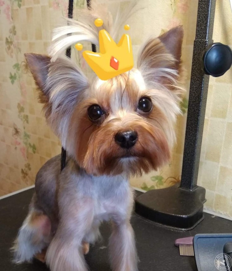 Стрижка Йорка Каскад