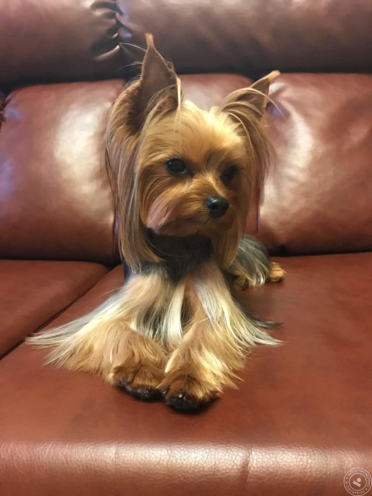 Длинная стрижка Йорка