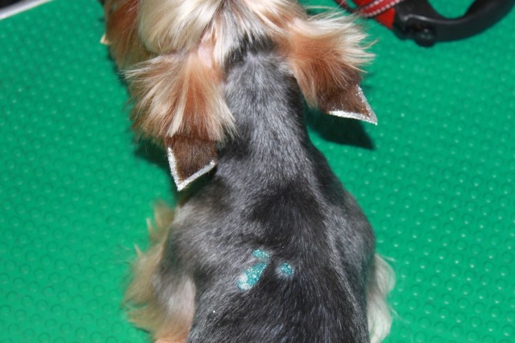 Стразы на уши собаке