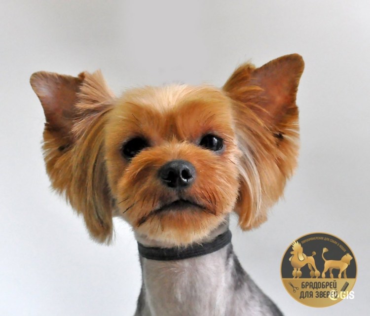 Стрижка Азия для Йорка