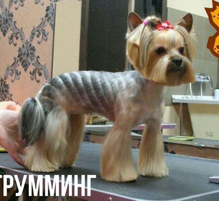 ПЭТ стрижка Йорка