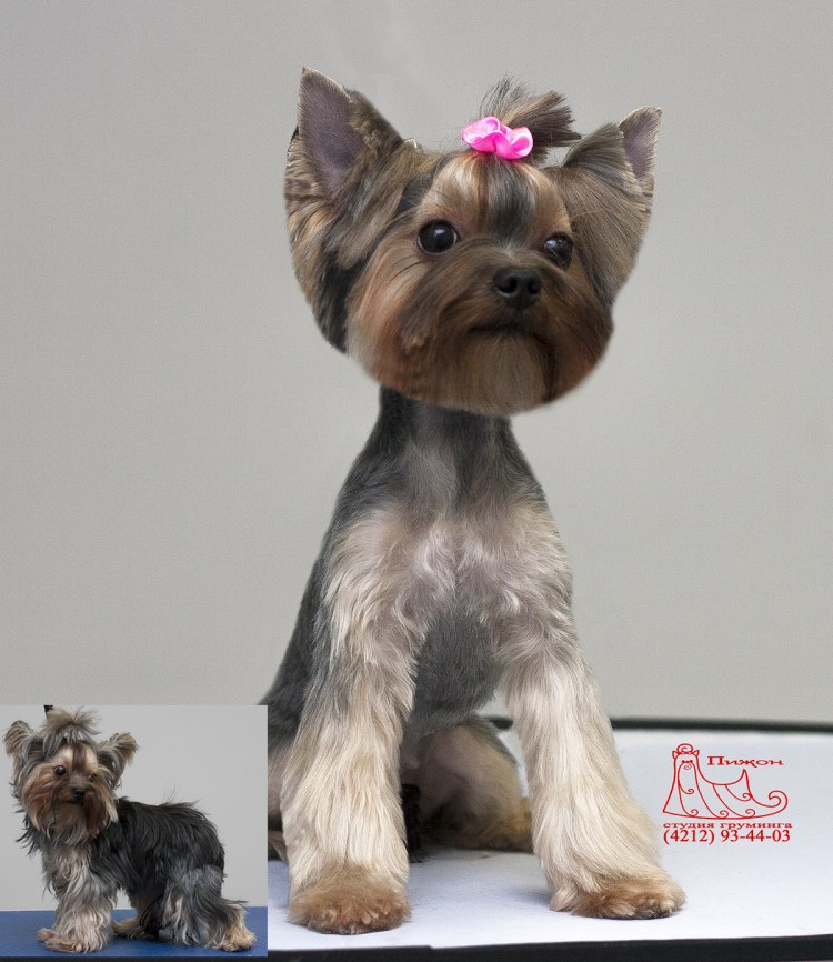 Стрижка Йорка