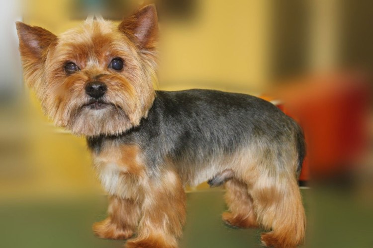 Ушастый Йоркширский терьер