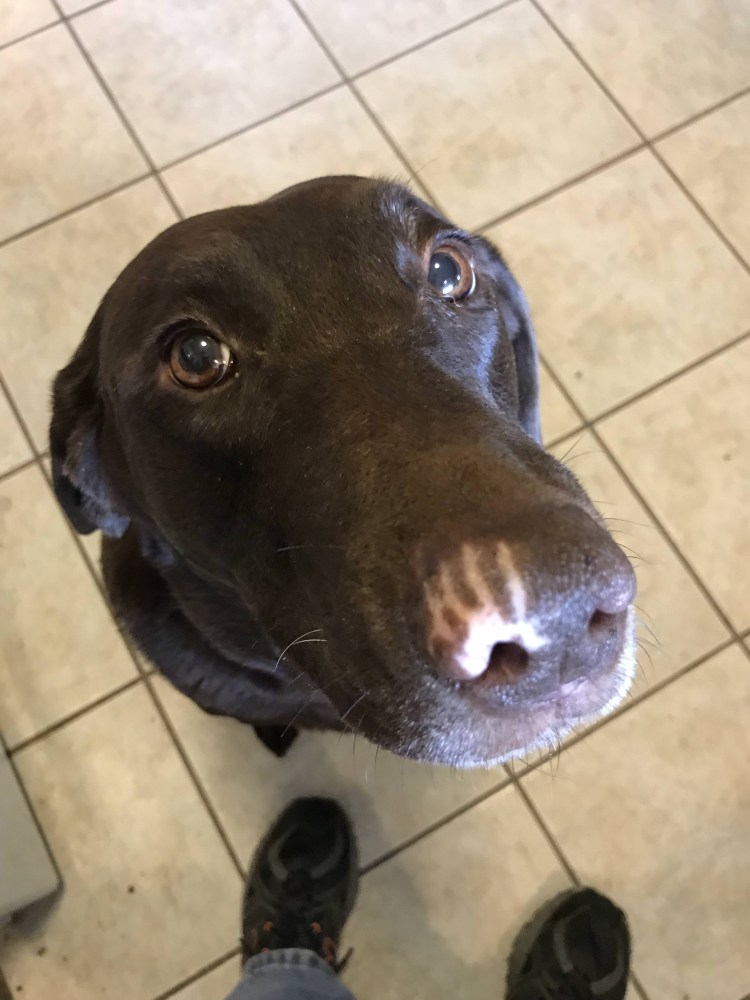 Розовые пятна на морде у собаки