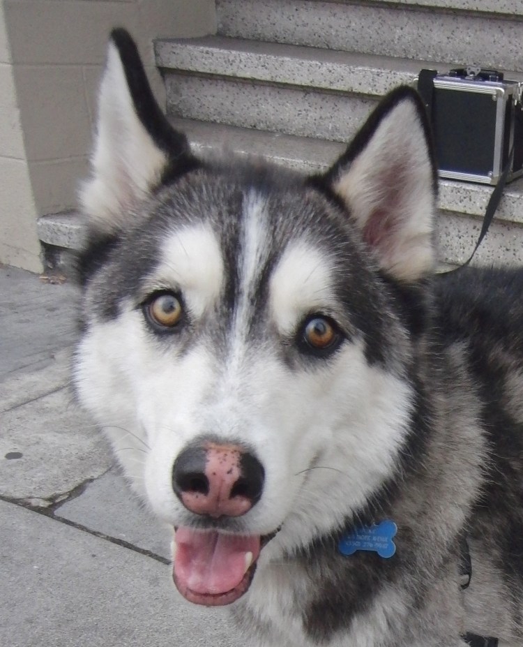 Нос собаки для печати