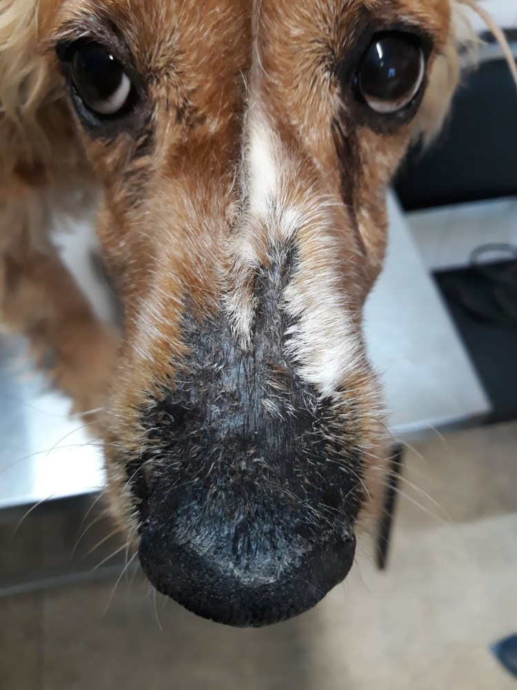 Мокрый нос собаки