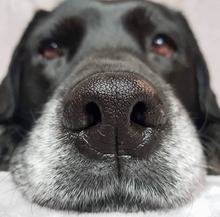 Собачий нос в профиль