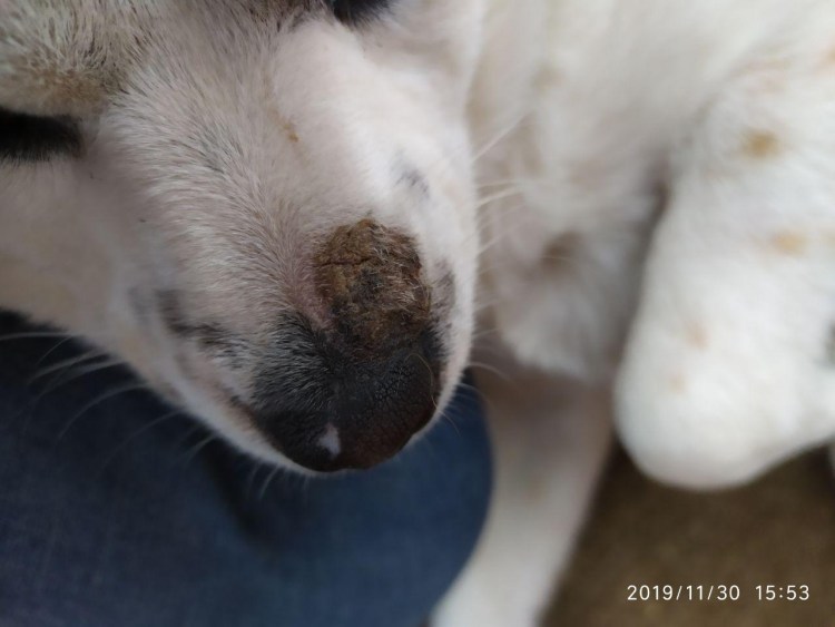 Депигментация носа у собак