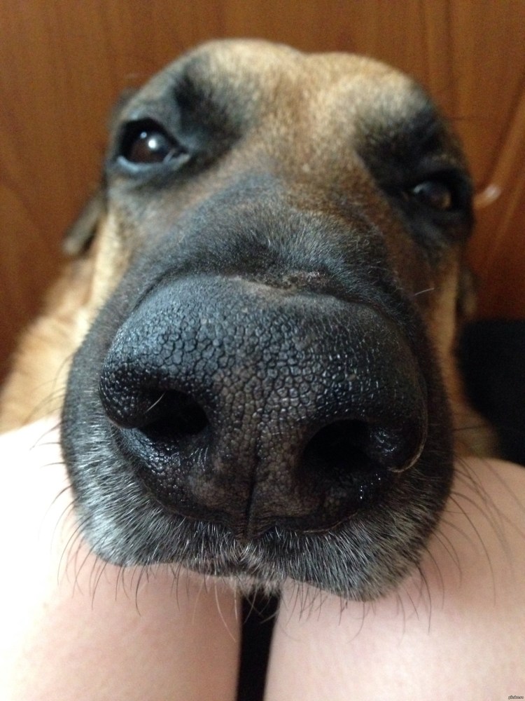 Пигментация носа у щенка