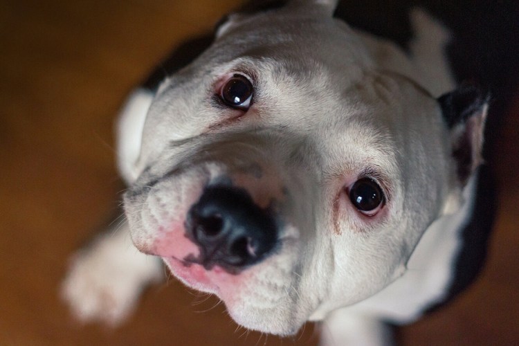 Джек-Рассел-терьер черный