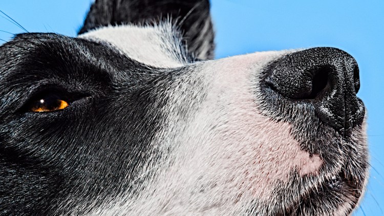 Собака нос морковкой