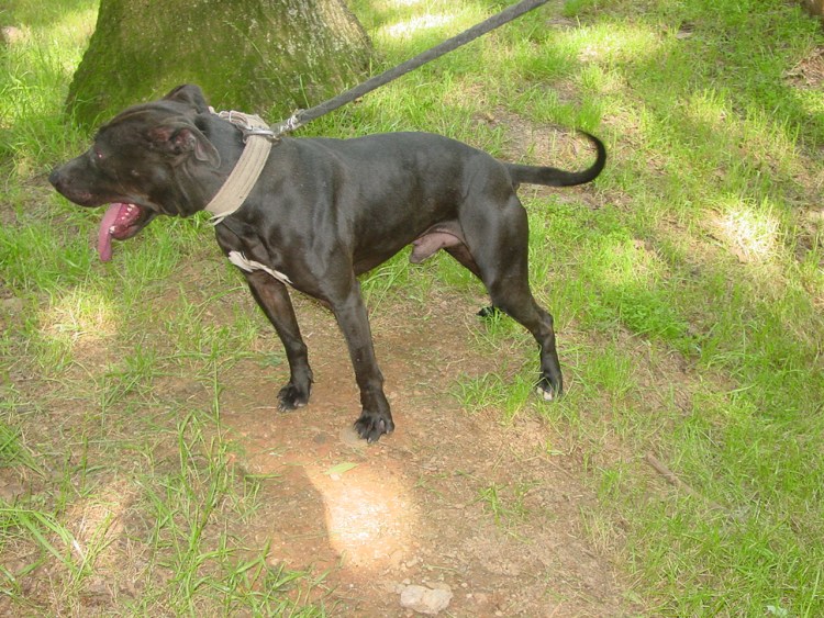 Айрон КИД питбуль