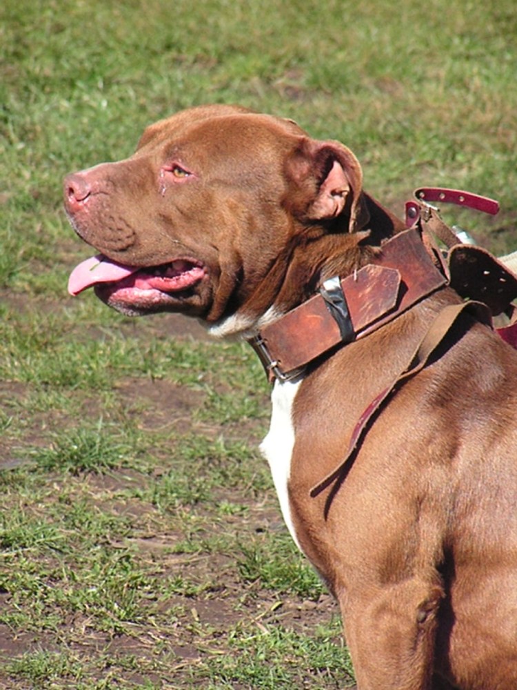 Питбуль Граф