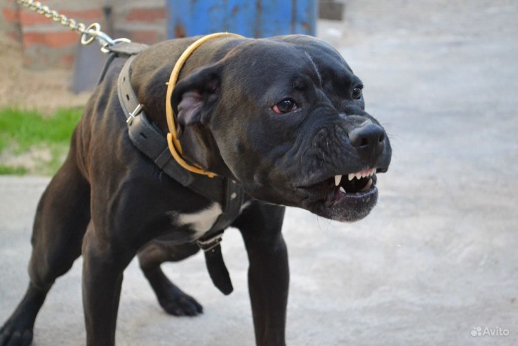 Питбуль гейм