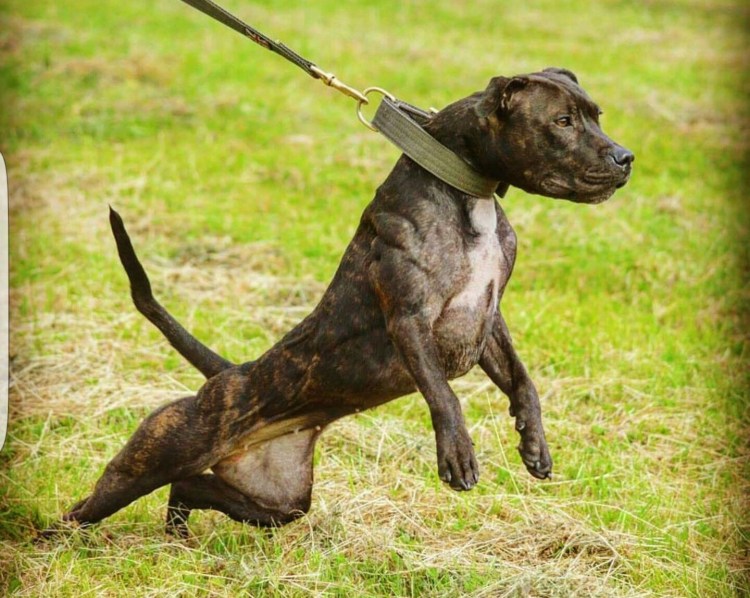 Аргентинский стаффордширский терьер