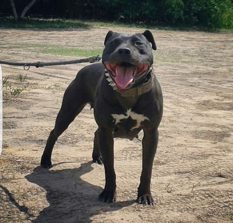 Матчевый питбуль