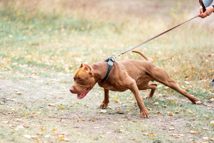 Американский питбультерьер /APBT Pitbull/