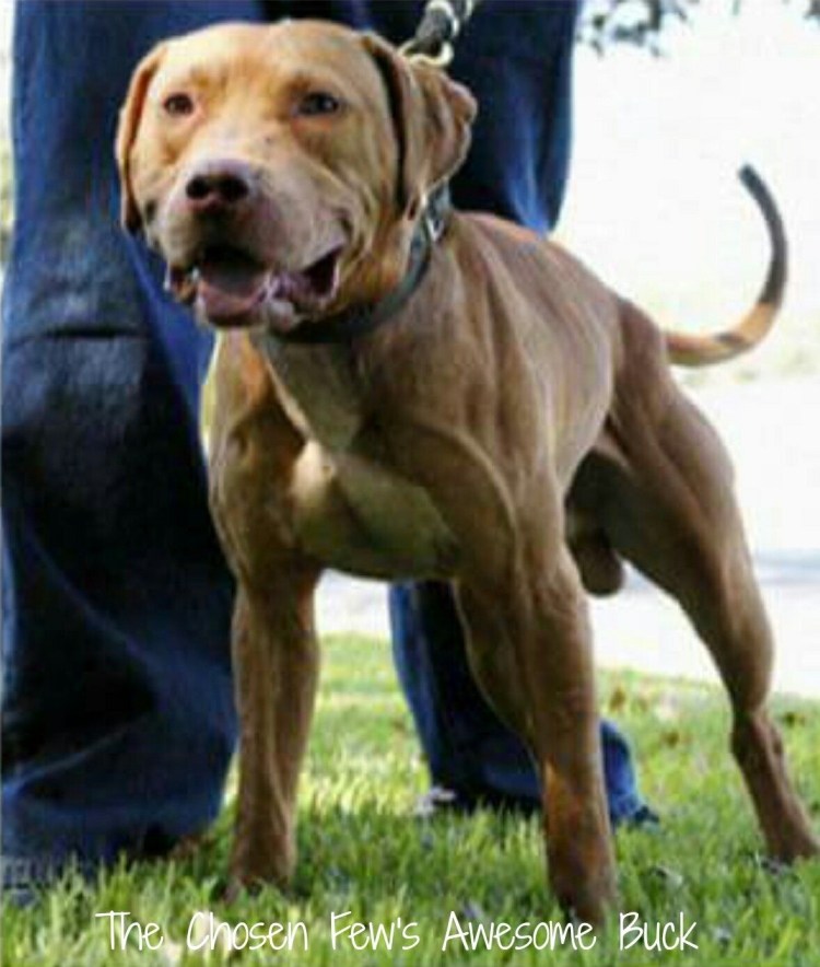 Ром питбуль