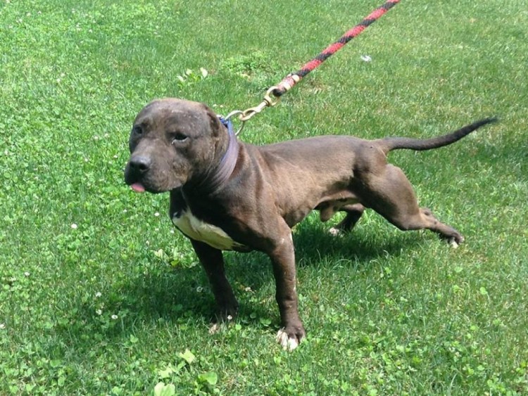 Питбуль Chinaman