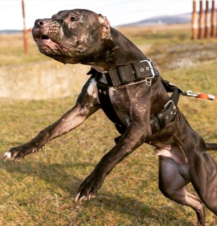 Стаффордширский питбуль тигровый