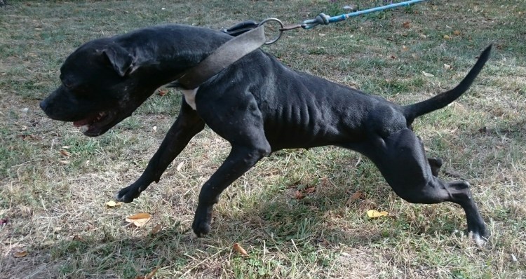 АПБТ чайнамен