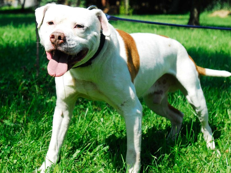 Матчевые питбули чайнамен