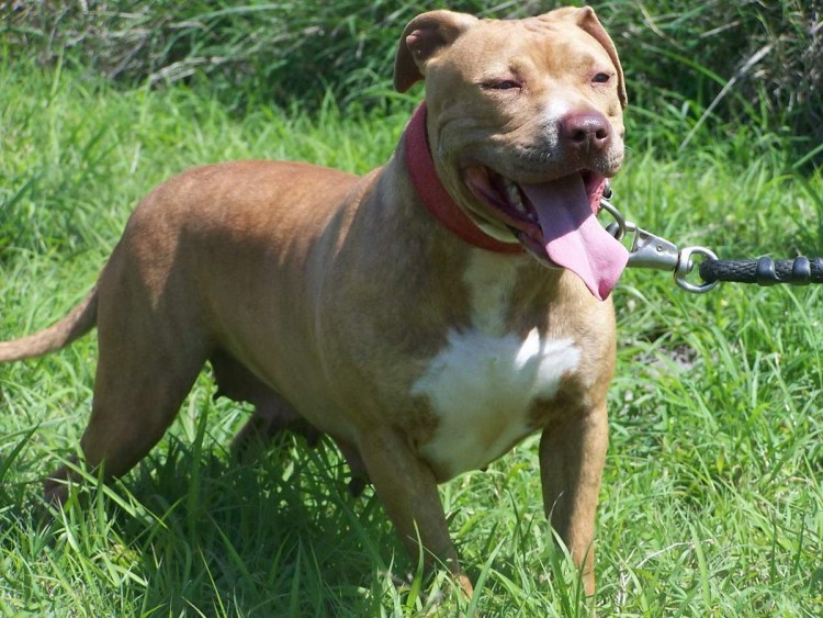 Питбуль Камелот