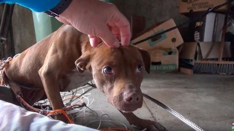 Константин Николаевич питбуль