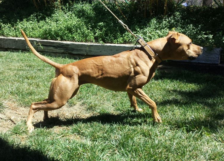 Питбуль спас людей от змеи