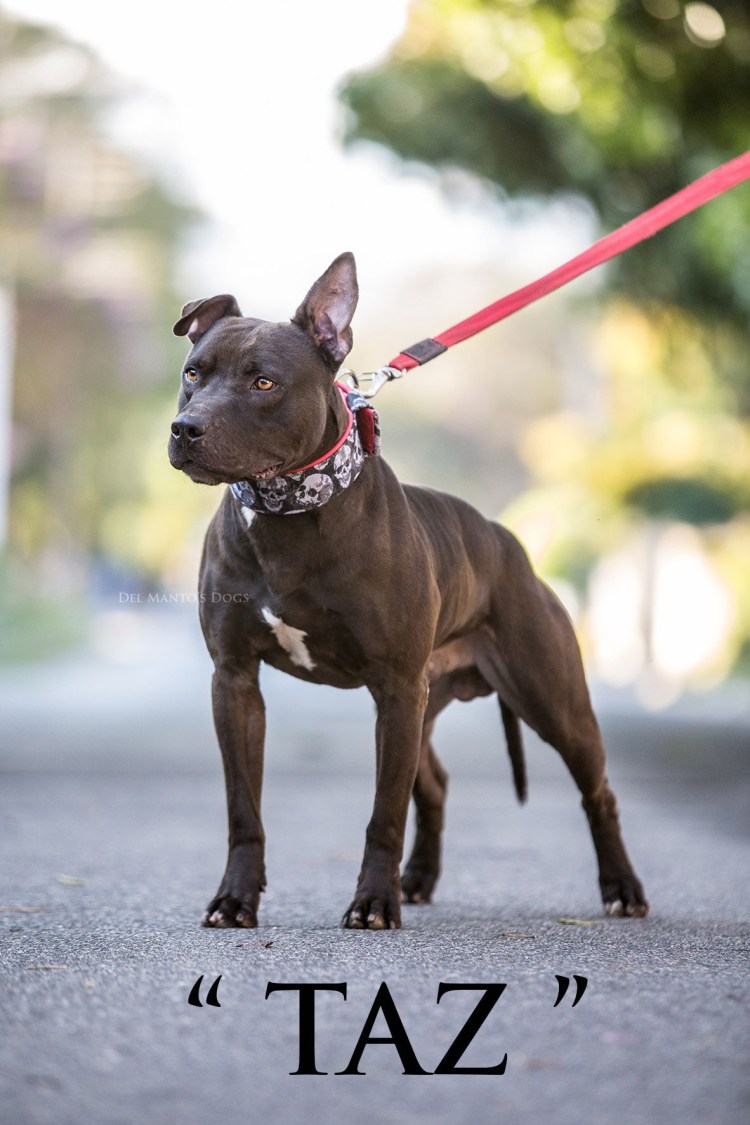 Американский питбультерьер Аллигатор