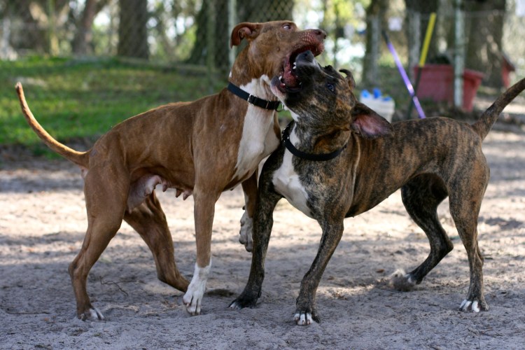 Стаффордширский терьер булли