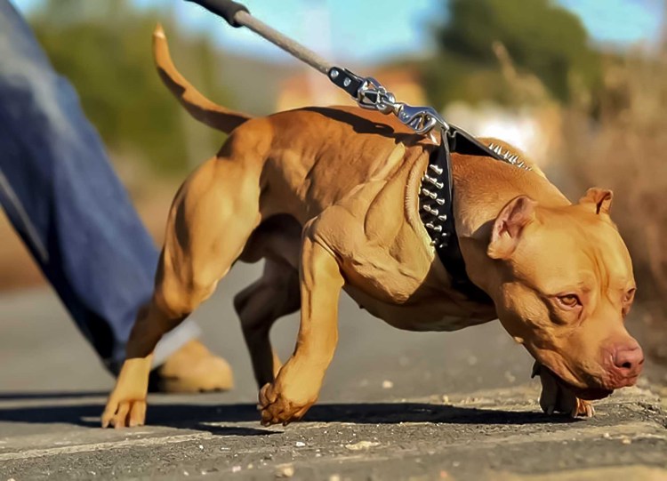 Американский питбультерьер