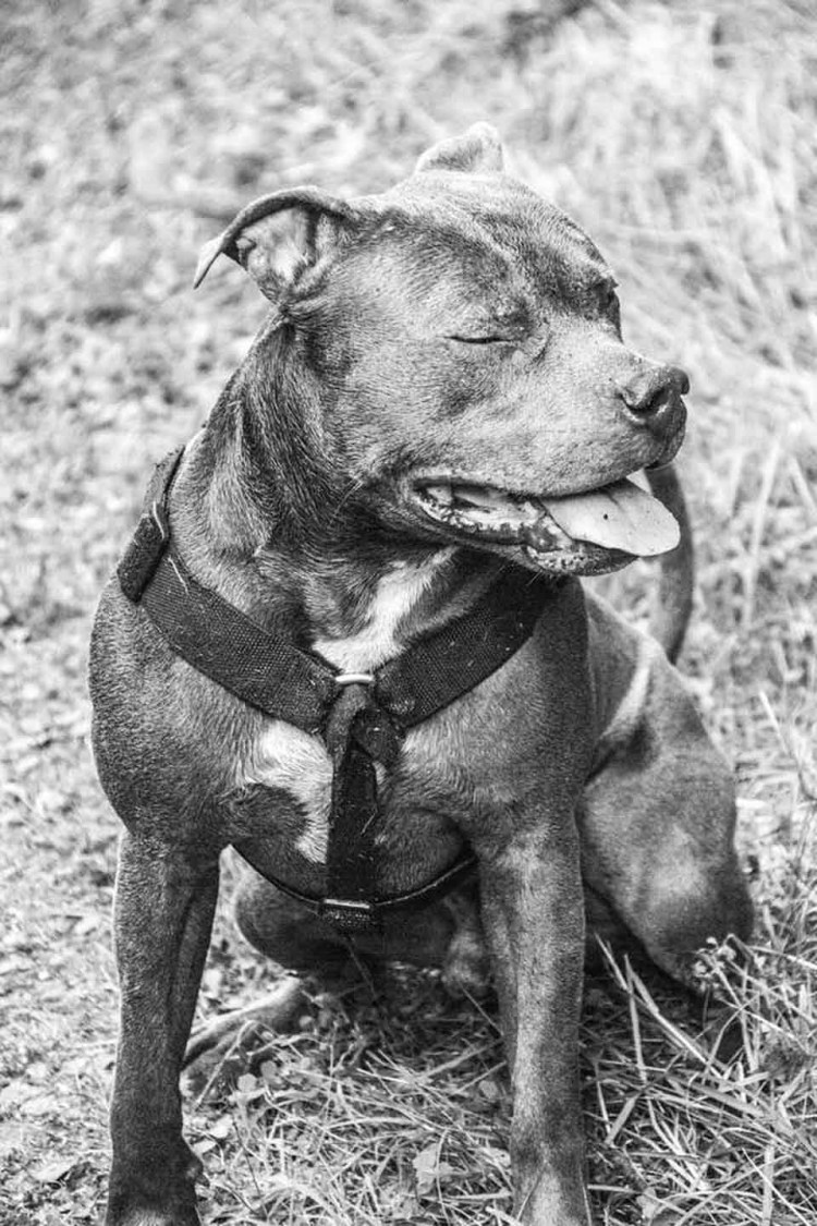 Старый питбуль