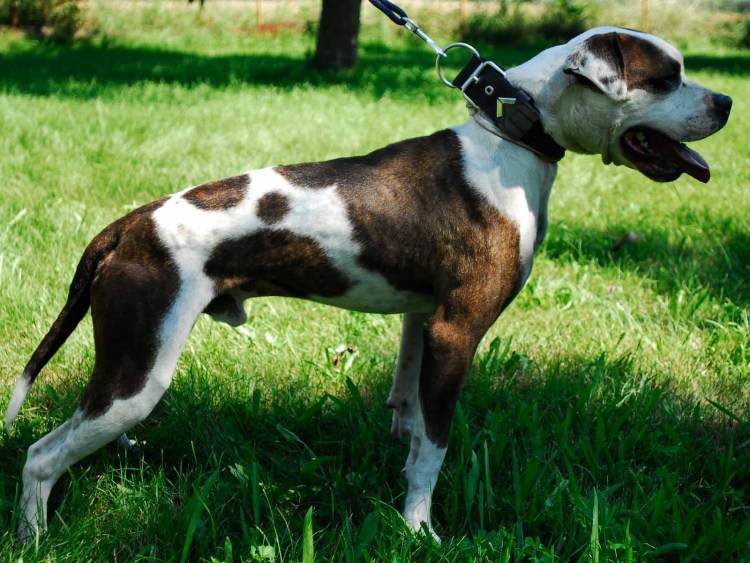 Амерканскийпитбуль терьер