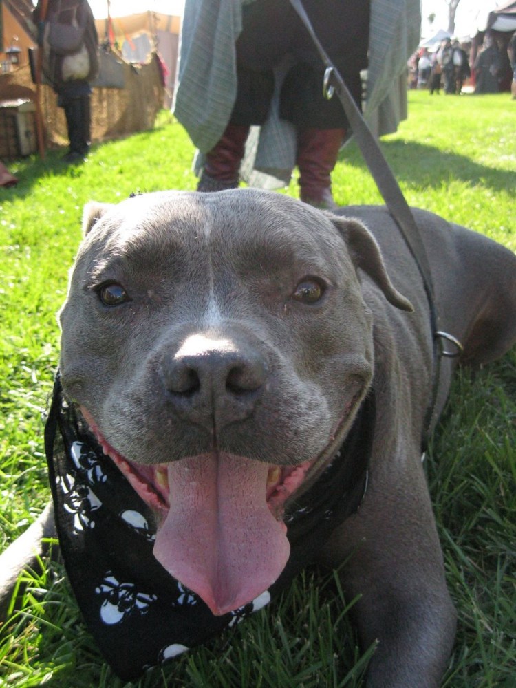 Питбуль Тося