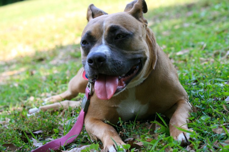 Питбуль прыжкам в высоту собака булли