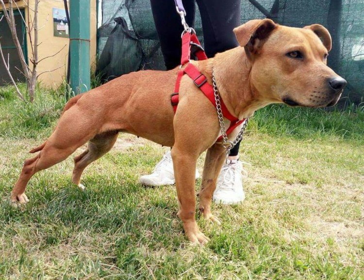 Бэдлин гонд терьер питбуль пули