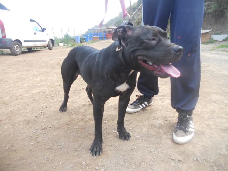 Питбуль Chinaman