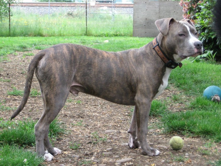 Собачьи бои питбультерьер