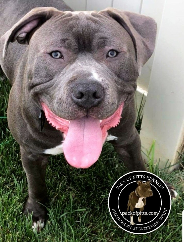 Чайнамен питбуль