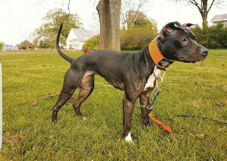 Питбуль Блюноуз