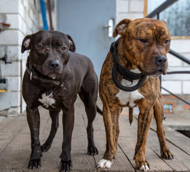 Айрон КИД питбуль