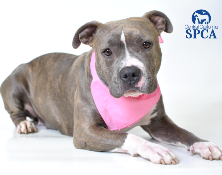 Питбуль телохранитель